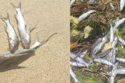 Pescados aparecen muertos en playas de Córdoba