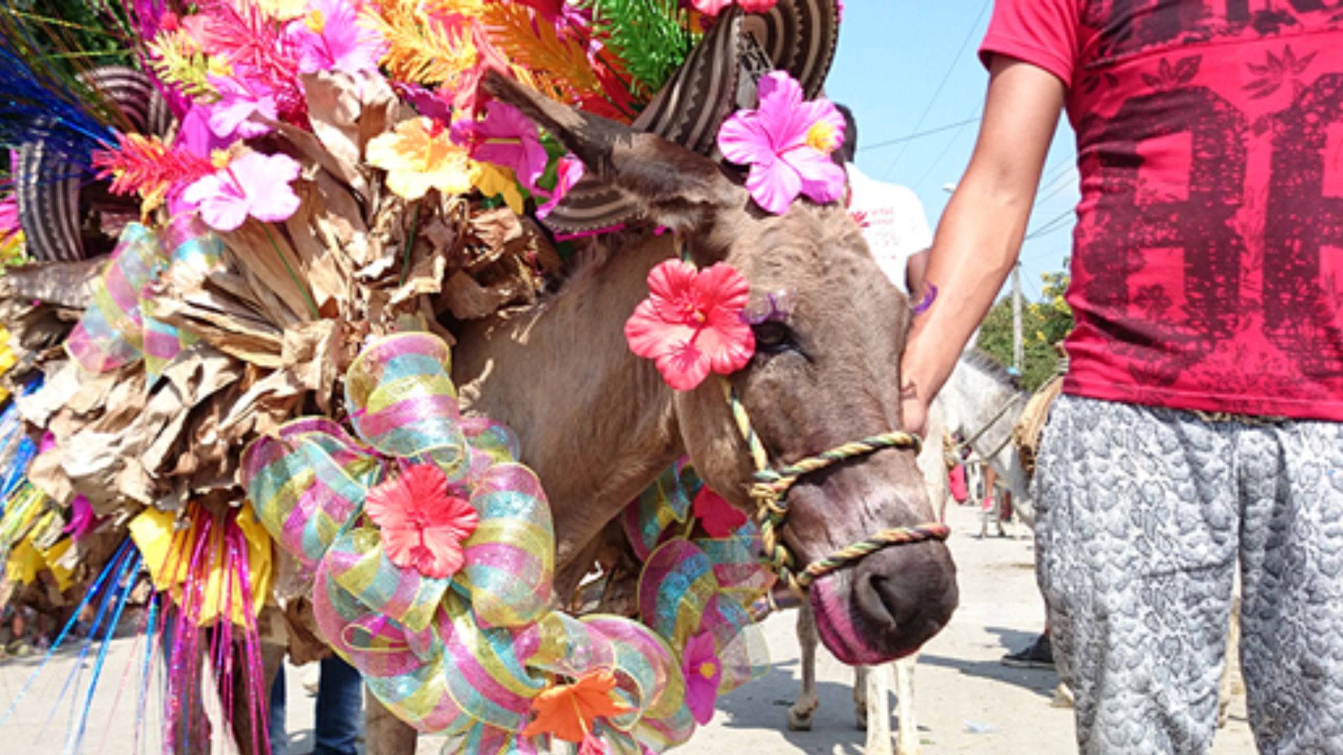 Vuelve el Festival Nacional del Burro en San Antero